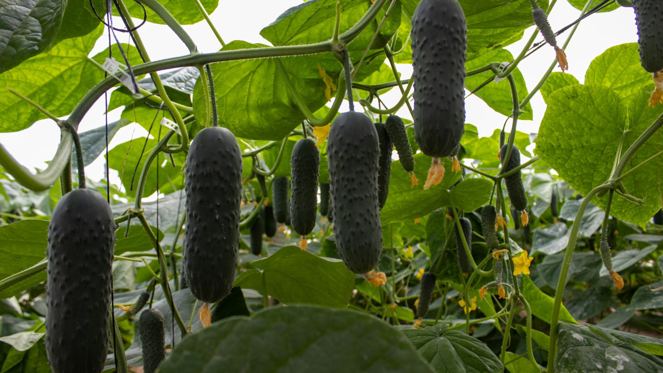 CapGen Seeds Pepino Corto Martínez|CapGen Seeds Pepino Corto Martínez